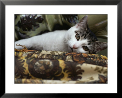 Domestic Cat by Brian Gordon Green Pricing Limited Edition Print image