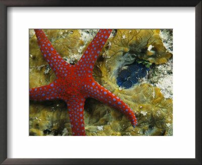 Brightly-Colored Starfish Near A Small Imbedded Clam by Tim Laman Pricing Limited Edition Print image