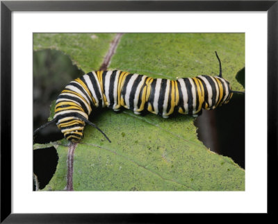 Monarch Butterfly Catepillar Feeds On A Leaf by George Grall Pricing Limited Edition Print image