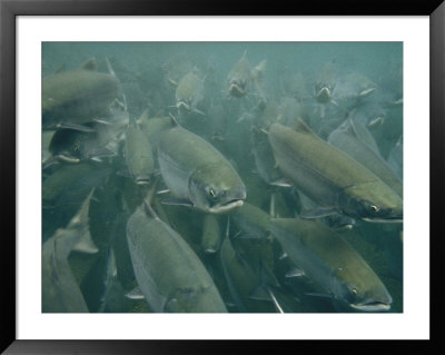 A School Of Salmon Migrating To Spawning Grounds by Klaus Nigge Pricing Limited Edition Print image