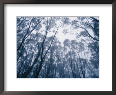 A Mountain Ash Forest Canopy Shrouded In A Mist Cloud From A Storm by Jason Edwards Pricing Limited Edition Print image
