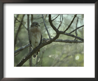 Red-Shouldered Hawk Perches On A Tree Branch by Klaus Nigge Pricing Limited Edition Print image