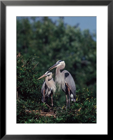 Pair Of Great Blue Herons In Breeding Plumage At Nest by Charles Sleicher Pricing Limited Edition Print image