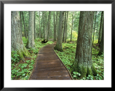 Trail In Glacier National Park, Montana, Usa by Darrell Gulin Pricing Limited Edition Print image