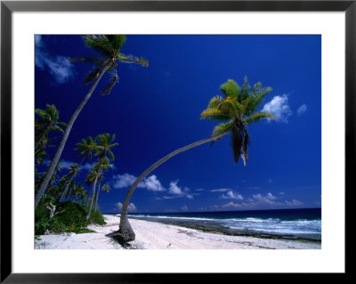 Bent Palm Tree On Beach, French Polynesia by John Borthwick Pricing Limited Edition Print image