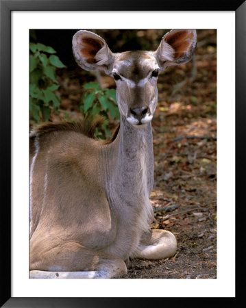 Kudu, Okavango Delta, Botswana by Pete Oxford Pricing Limited Edition Print image