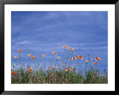 Fire Poppies By The Roadside, Whitman County, Washington, Usa by Julie Eggers Pricing Limited Edition Print image