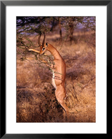 Male Gerenuk Stands To Feed On Acacia, Samburu National Reserve, Rift Valley, Kenya by Mitch Reardon Pricing Limited Edition Print image
