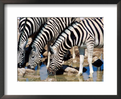 Zebras At Waterhole, Etosha National Park, Namibia by Christer Fredriksson Pricing Limited Edition Print image