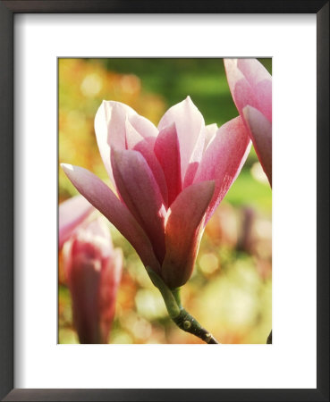 Magnolia (Heaven Scent) by Mark Bolton Pricing Limited Edition Print image