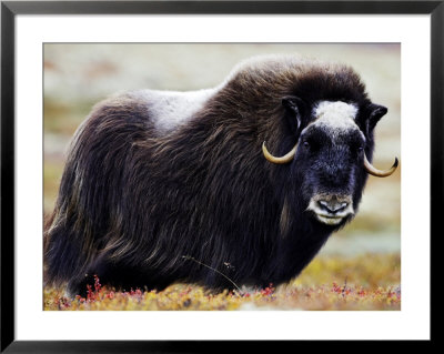 Musk Ox, Adult Female On Tundra, Norway by Mark Hamblin Pricing Limited Edition Print image