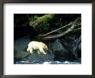 Spirit Bear, Beside River, Canada by Daniel Cox Pricing Limited Edition Print image