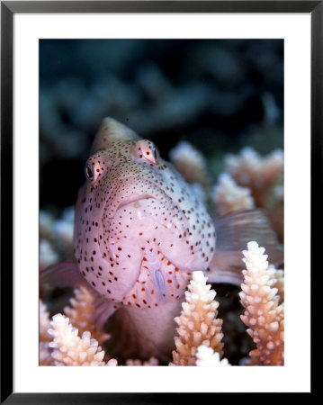 Spotted Hawkfish, St. Johns Reef, Red Sea by Mark Webster Pricing Limited Edition Print image