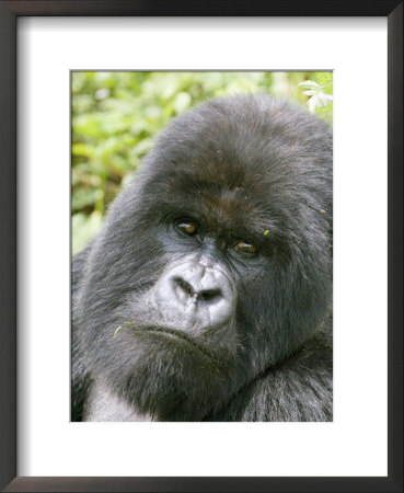 Mountain Gorilla, Male Silverback Portrait, Rwanda by Mike Powles Pricing Limited Edition Print image