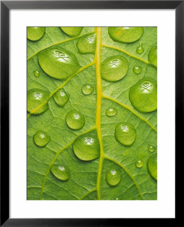 Toxic Rain, Rain Drops On Leaf by David M. Dennis Pricing Limited Edition Print image