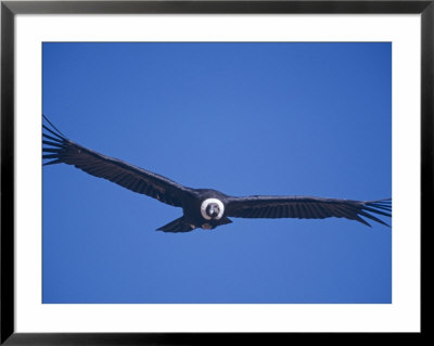 Andean Condor, Peru by Mark Jones Pricing Limited Edition Print image