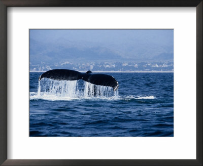 Humpback Whale, Raising Flukes by Gerard Soury Pricing Limited Edition Print image