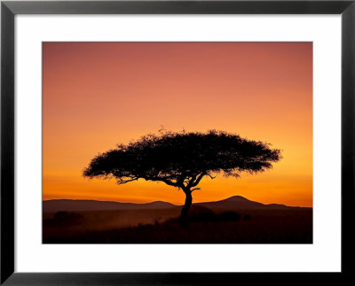 Acacia Tree Silhouetted At Dawn, Masai Mara Game Reserve, Kenya, East Africa, Africa by James Hager Pricing Limited Edition Print image
