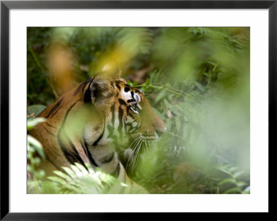 Female Indian Tiger (Bengal Tiger) (Panthera Tigris Tigris), Bandhavgarh National Park, India by Thorsten Milse Pricing Limited Edition Print image