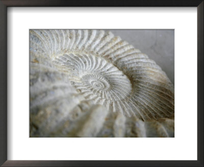Fossil Shells Ii by Nicole Katano Pricing Limited Edition Print image
