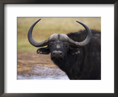 Cape Buffalo, Syncerus Caffer, Addo Elephant National Park, South Africa, Africa by Steve & Ann Toon Pricing Limited Edition Print image