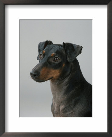 Manchester Terrier by Petra Wegner Pricing Limited Edition Print image