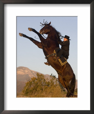 Horsewoman On Rearing Bay Azteca Stallion (Half Andalusian Half Quarter Horse) Ojai, California by Carol Walker Pricing Limited Edition Print image