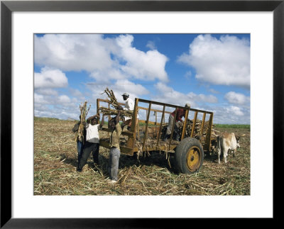 Sugar Cane Harvest, South Coast, Dominican Republic, West Indies, Caribbean, Central America by Guy Thouvenin Pricing Limited Edition Print image