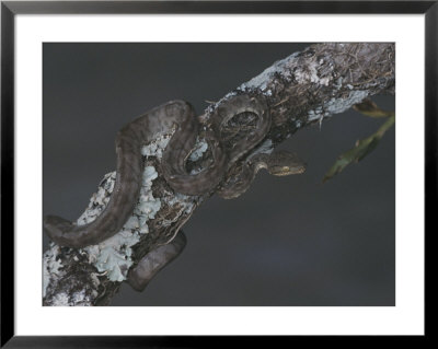 A Captive Taipan, One Of The Worlds Ten Most Poisonous Snakes by Nicole Duplaix Pricing Limited Edition Print image