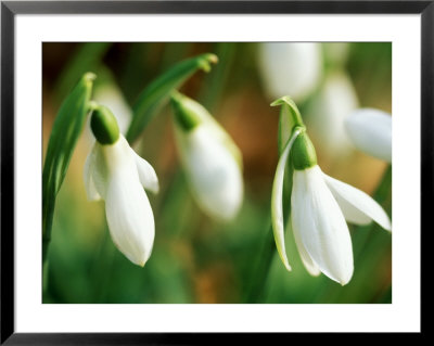 Galanthus (Sam Arnott), February by Mark Bolton Pricing Limited Edition Print image