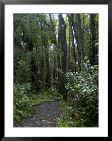 Manoa Falls Hiking Trail In Honolulu, Hawaii by Stacy Gold Pricing Limited Edition Print image