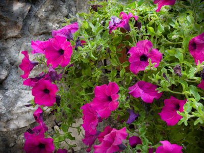 Flowers Near The Entrance To Saint-Paul De France, Cote D'azure, France by Robert Eighmie Pricing Limited Edition Print image