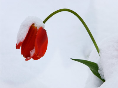 Tulips Growing Through Snow In Murren, Interlaken, Switzerland by Robert Eighmie Pricing Limited Edition Print image