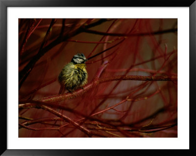 A Juvenile Blue Titbird Perched On A Branch In The Bialowieza Forest by Raymond Gehman Pricing Limited Edition Print image