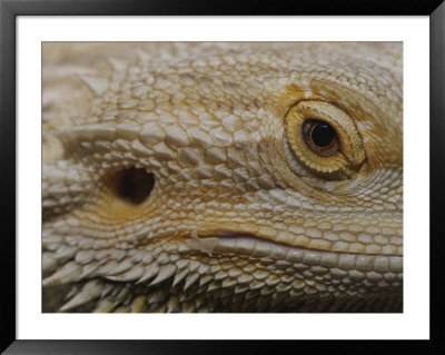 A Close View Of The Head Of A Central Bearded Dragon by Jason Edwards Pricing Limited Edition Print image