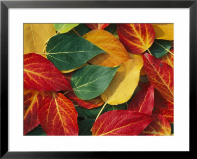 Array Of Autumn Leaves by Rich Reid Pricing Limited Edition Print image