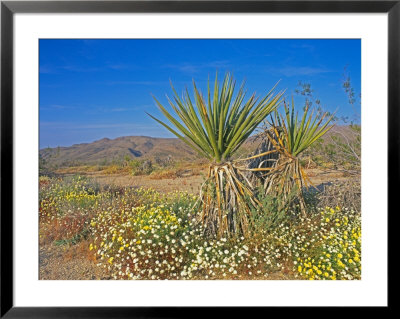 Desert Pincushion And Dandelion, Joshua Tree National Park, California, Usa by Rob Tilley Pricing Limited Edition Print image