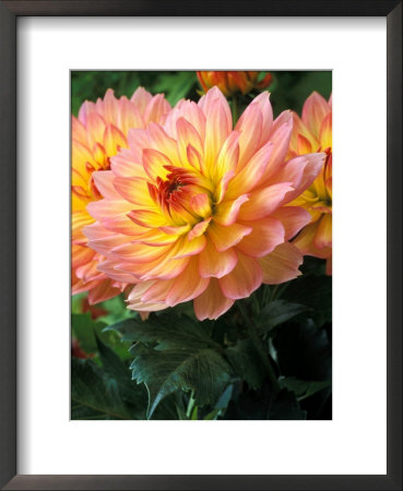 Dahlia (Gallery Leonardo), Close-Up Of Flower Heads by Chris Burrows Pricing Limited Edition Print image