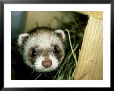 European Polecat, Young, Uk by Les Stocker Pricing Limited Edition Print image