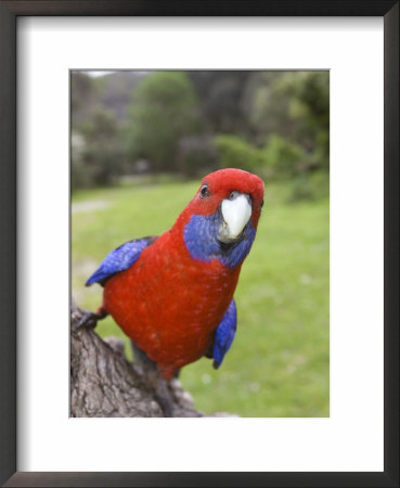 Crimson Rosella, Platycercus Elegans, Wilsons Promontory, Victoria, Australia by Thorsten Milse Pricing Limited Edition Print image