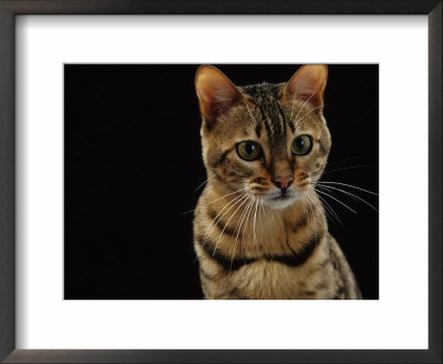 Domestic Cat, Female Brown Spotted Bengal by Jane Burton Pricing Limited Edition Print image