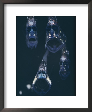 Close View Of A Group Of Hatchetfish by Paul Zahl Pricing Limited Edition Print image