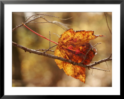 Autumn-Hued Maple Leaf Clinging To A Twig by Charles Kogod Pricing Limited Edition Print image