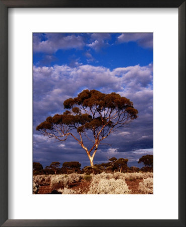 Eucalypt (Eucalypt Sp.) Or Gum Tree In Scrub, Nullarbor Plain, Australia by Diana Mayfield Pricing Limited Edition Print image