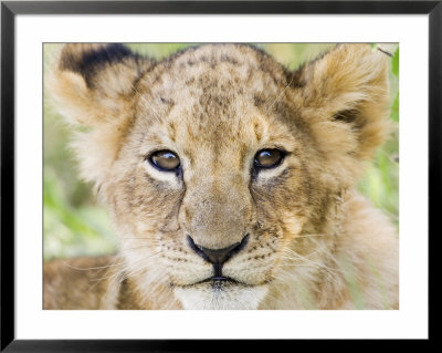 Head On Shot Of Lion Cub Looking At Camera, Masai Mara Game Reserve, Kenya, East Africa, Africa by James Hager Pricing Limited Edition Print image