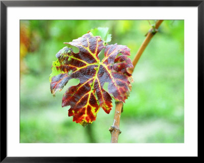 Leaf Of Merlot Grape On Branch Of A Vine, Bergerac, Bordeaux, Gironde, France by Per Karlsson Pricing Limited Edition Print image