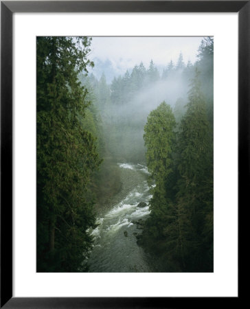 A Salmon Spawning River Runs Through A Temperate Rainforest by Taylor S. Kennedy Pricing Limited Edition Print image