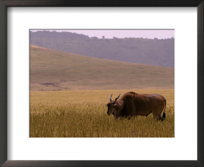 A Common Eland Grazing In A Ngorongoro Crater Field (Taurotragus Oryx) by Roy Toft Pricing Limited Edition Print image