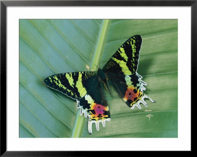 A Madagascan Sunset Moth Lands On A Green Plant by Roy Toft Pricing Limited Edition Print image