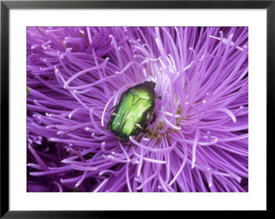 Rose Chafer (Cetonia Aurata) Green Beetle On Chrysanthemum Flower by Philippe Bonduel Pricing Limited Edition Print image